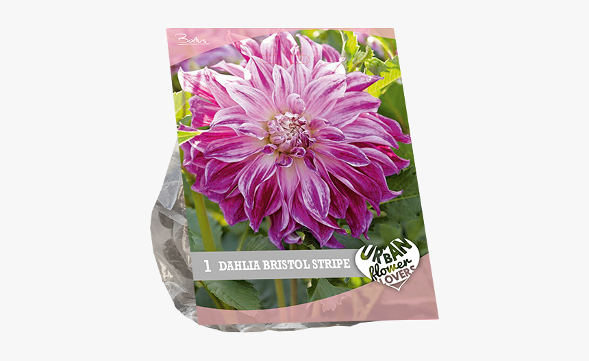 Chrysanths, HD Png Download