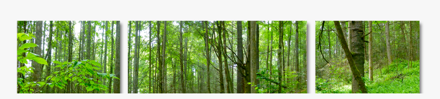 Forrest Png, Transparent Png