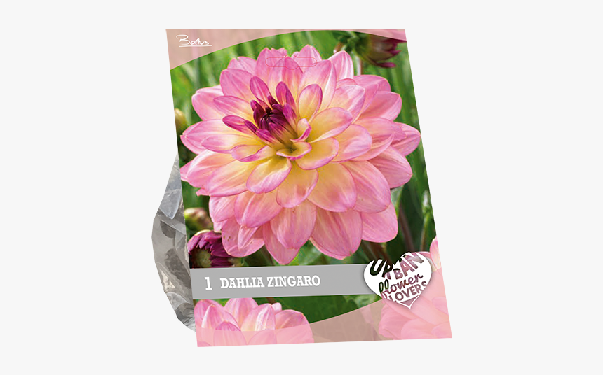Dahlia, HD Png Download
