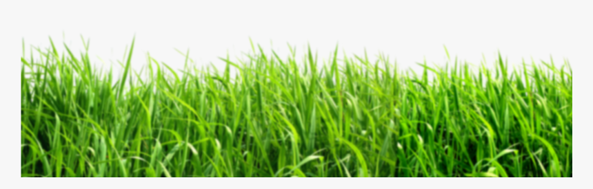 Green Background Png , Png Download - Grass Png, Transparent Png