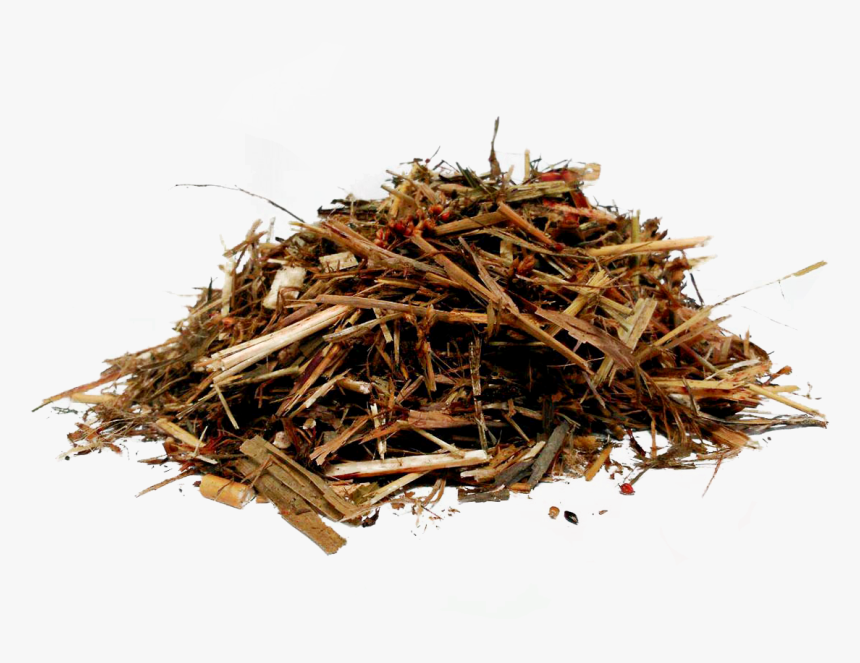 Pasto Png , Png Download - Wood, Transparent Png