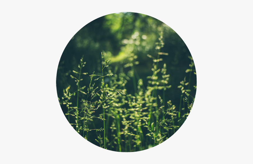 #pasto - Circle, HD Png Download