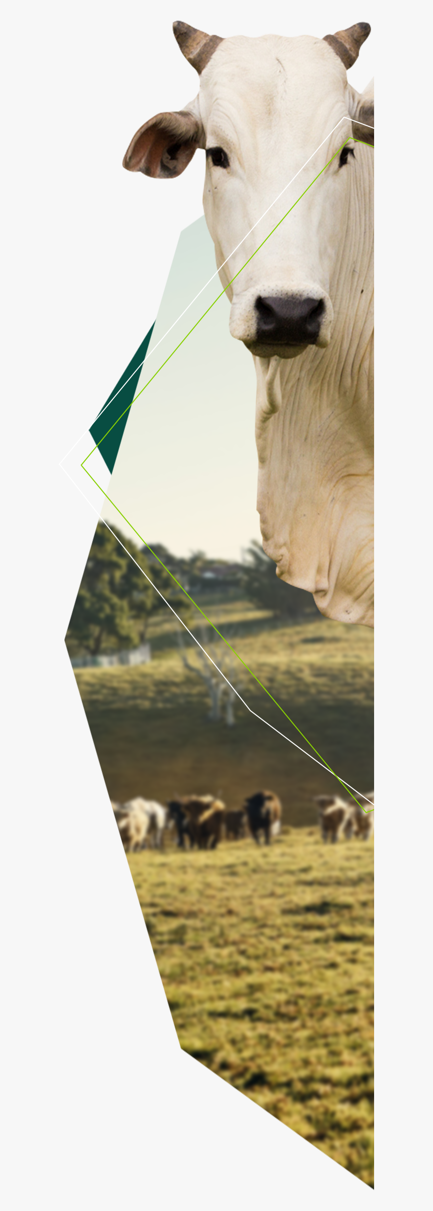 Bovine, HD Png Download