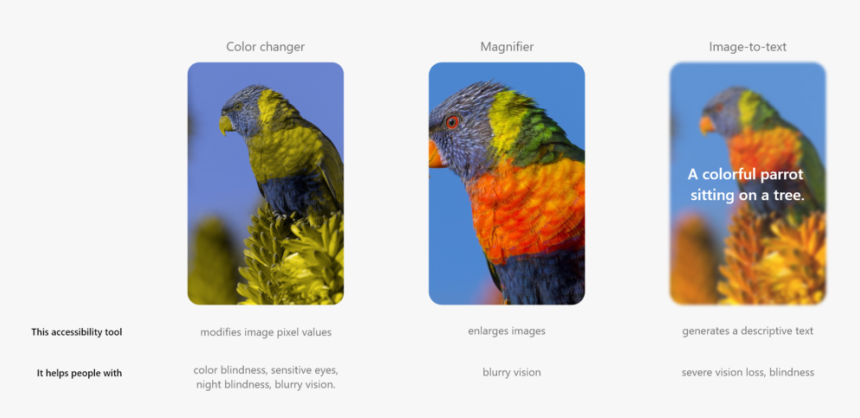 Comparison - Macaw, HD Png Download