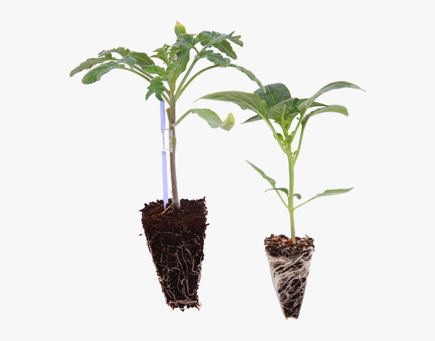 Vegetable Seedling Png, Transparent Png