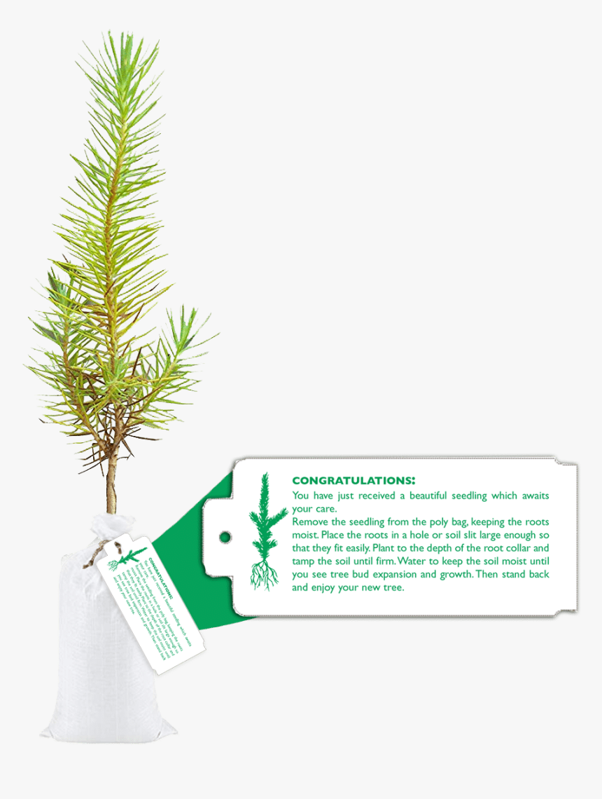 Seedling In Bag With Tag - Christmas Tree, HD Png Download
