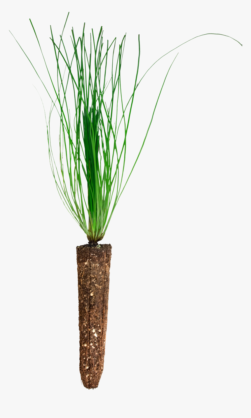 Grass, HD Png Download