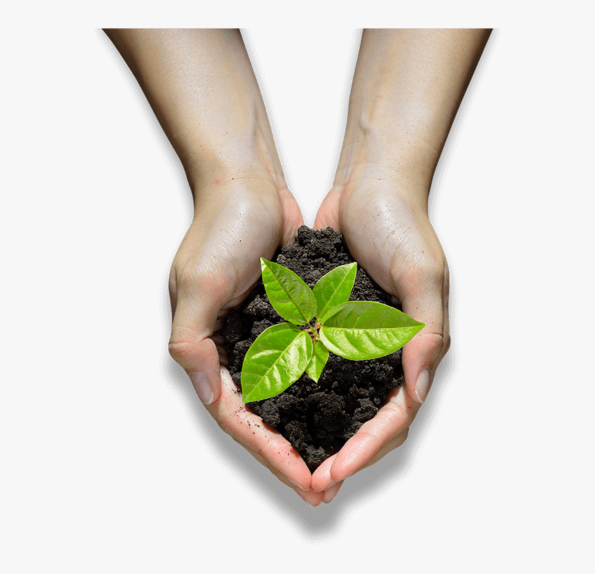 Hands Holding A Seedling - Houseplant, HD Png Download
