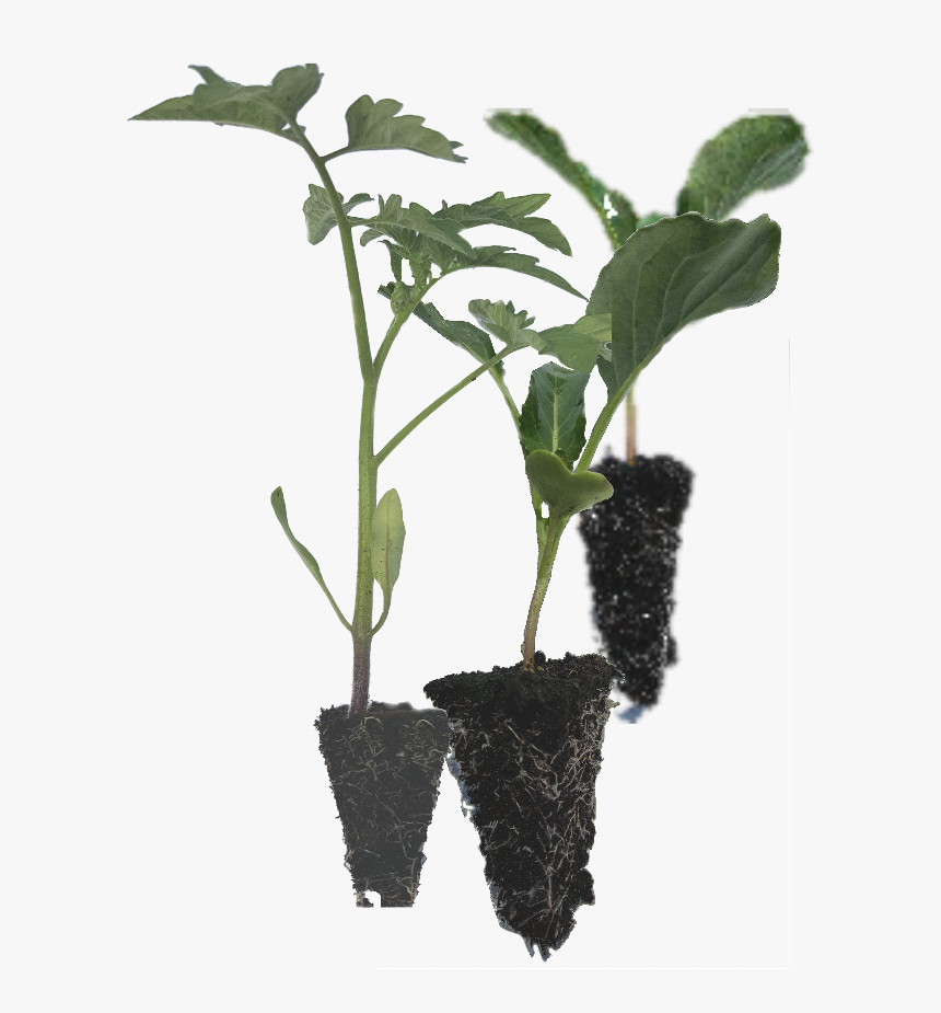 Vegetable Seedlings Png, Transparent Png