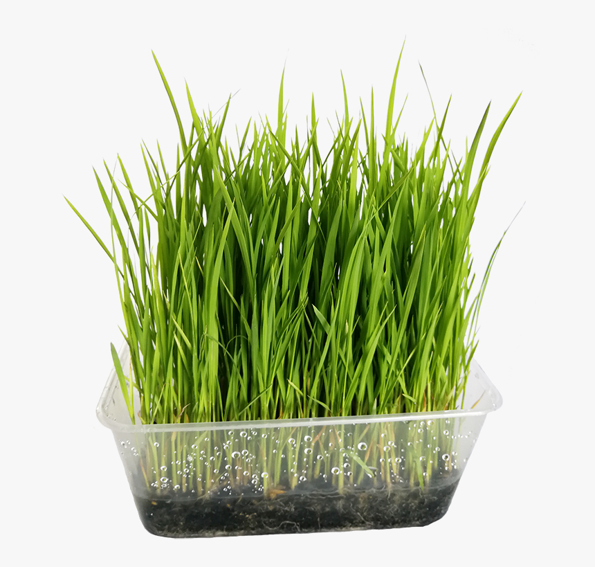 Wheatgrass, HD Png Download