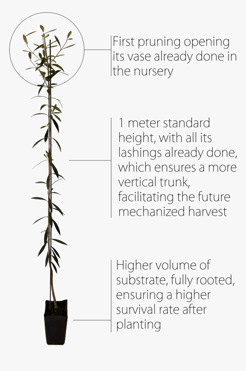 Houseplant, HD Png Download