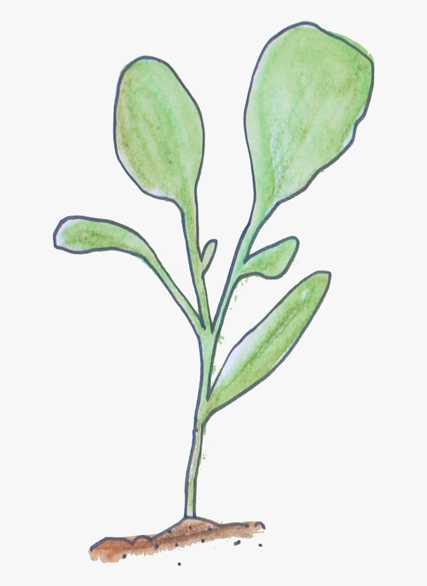 Seedling Image Courtesy Of No Guff Vegetable Gardening - Magnolia, HD Png Download