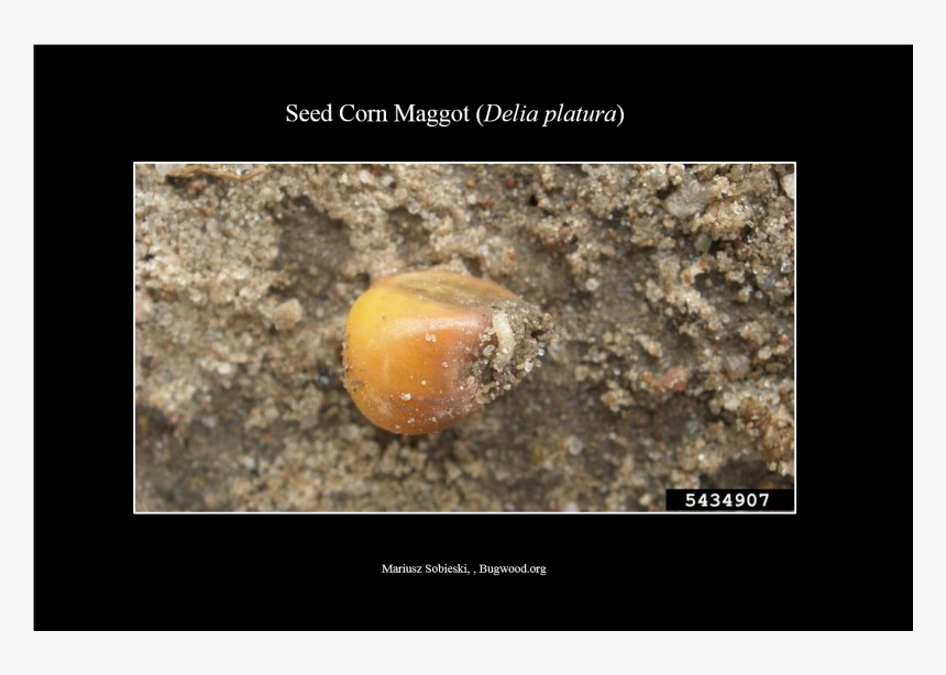 Seedcornmaggot Larva - Animal, HD Png Download