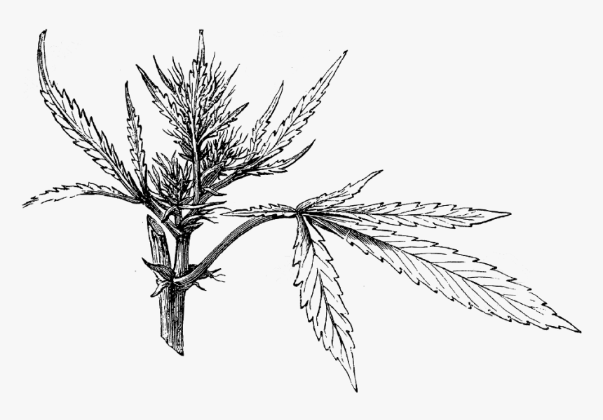 Cannabis Seedling Illo - Cannabis Sativa, HD Png Download