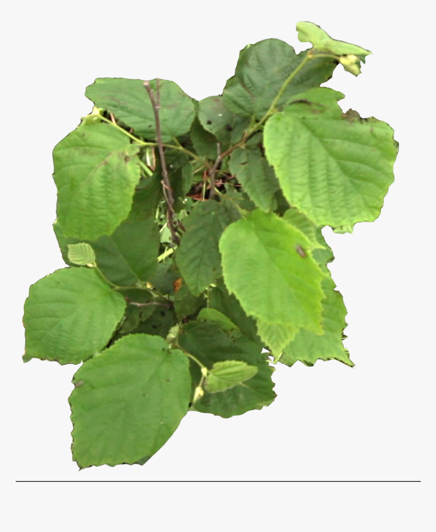 Canoe Birch, HD Png Download