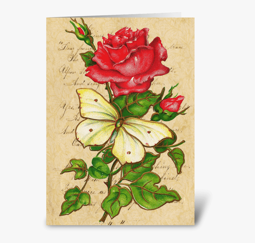 Vintage Rose & Butterfly Greeting Card - Hybrid Tea Rose, HD Png Download