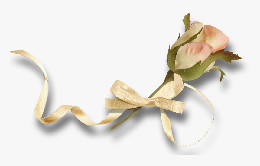 Garden Roses, HD Png Download