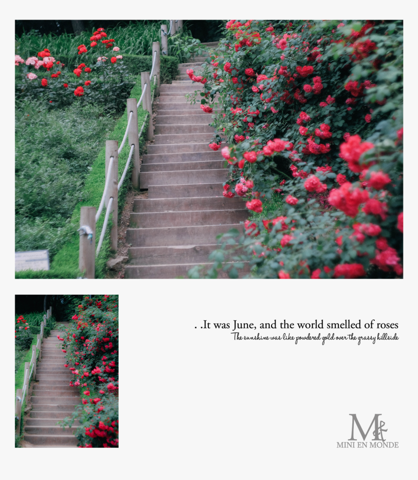 They Are So Pretty Right And Here In Bucheon They Have - Kill A Mockingbird Book Cover, HD Png Download