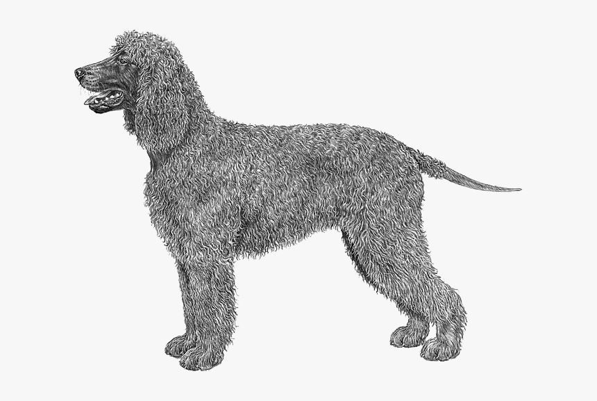 Irish Water Spaniel Outline, HD Png Download