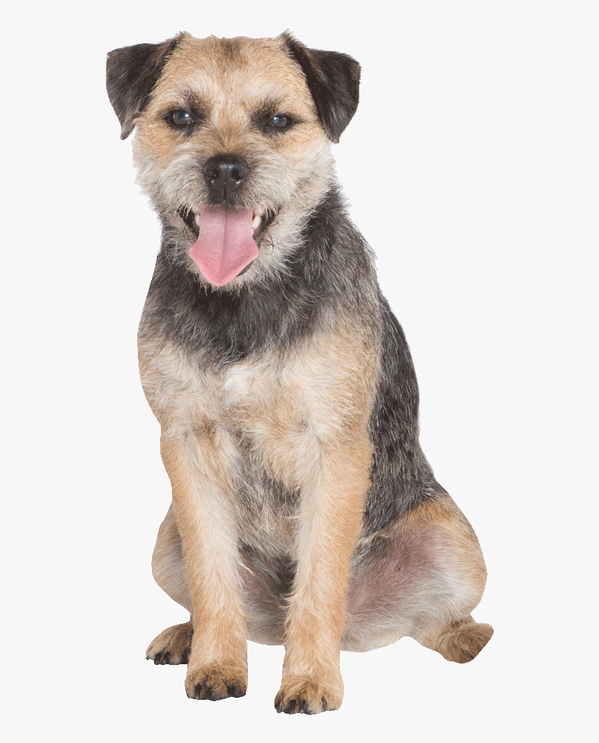 Dog Yawns, HD Png Download