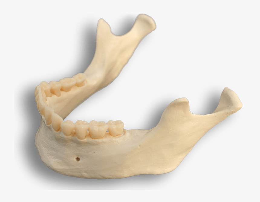 Mandible Bone , Png Download - Smile, Transparent Png