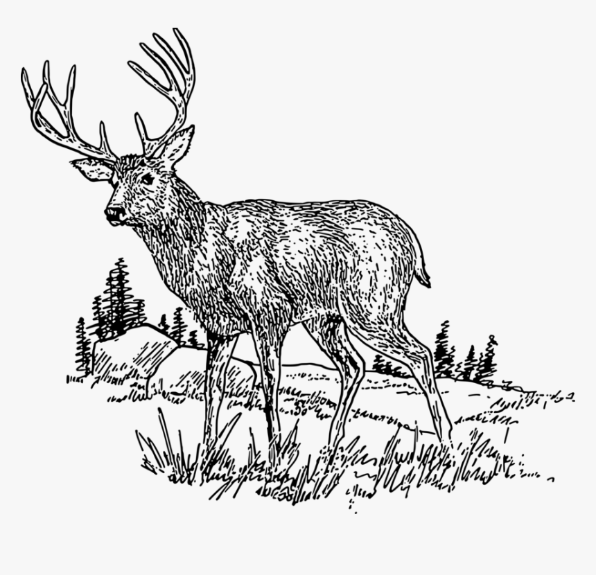 Nature Clipart Deer Whitetailed - Clipart Deer Images Black And White, HD Png Download