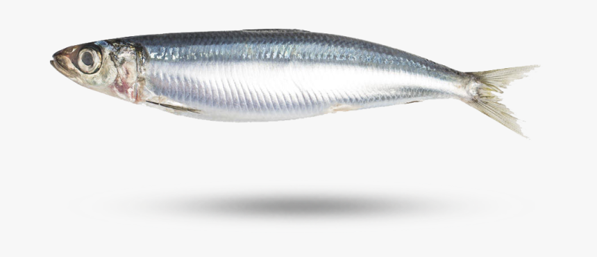 Sardine Png - 沒 刺 的 魚, Transparent Png