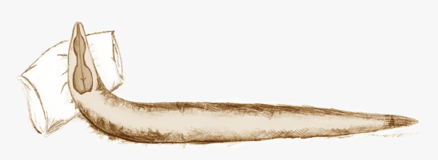 Tired Worm, HD Png Download