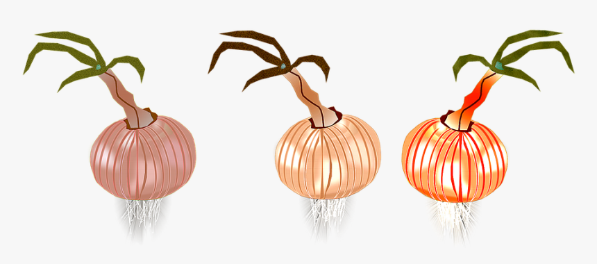 Onion, Onions, Nature, Eat, Gastronomy, Italian Cuisine - Illustration, HD Png Download
