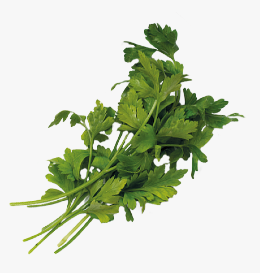 Green Onions Png - Parsley, Transparent Png