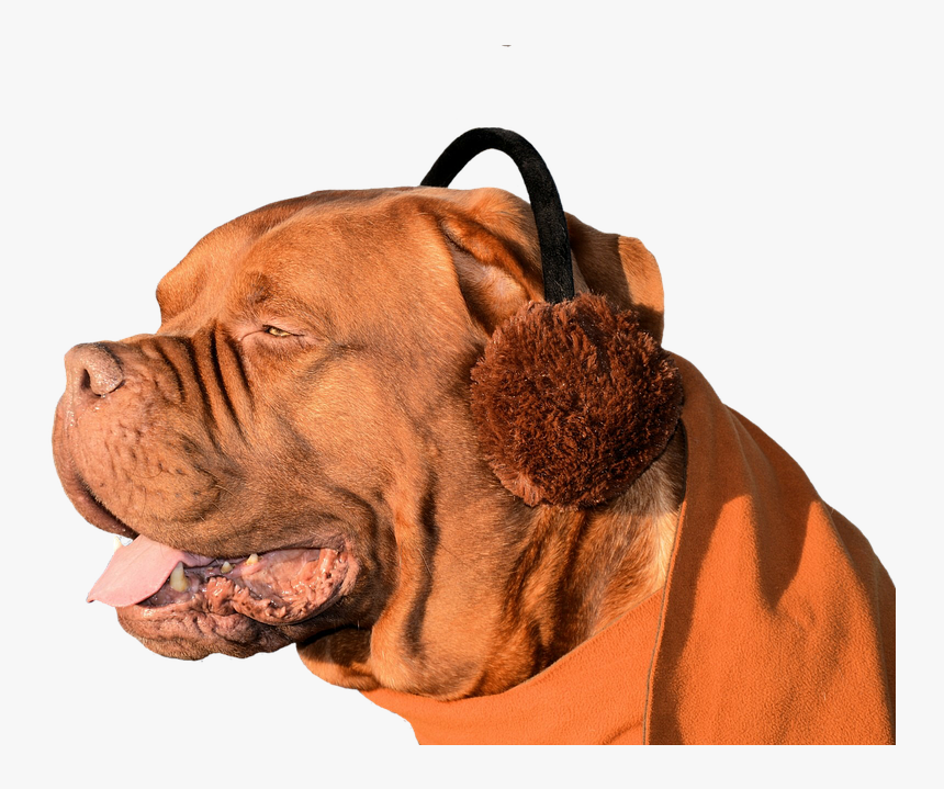 Dog, Ear Muffs, Fun, Cute, Pet, Animal, Domesticated - Ear Mite N Dogs, HD Png Download