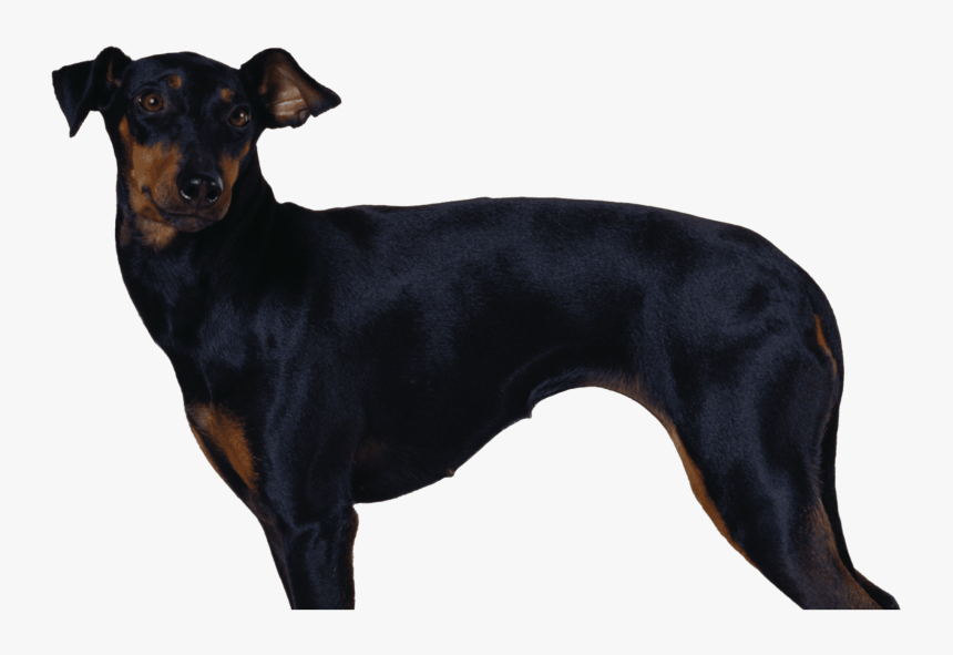 Manchester Terrier, HD Png Download