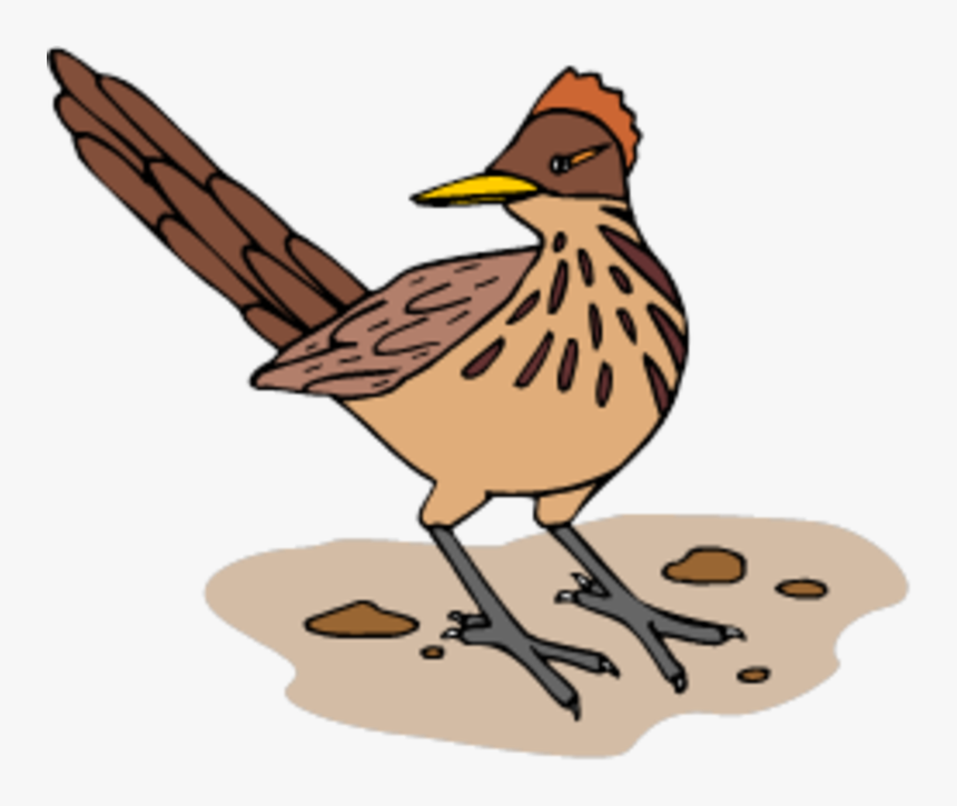 Interesting Facts About Roadrunners, HD Png Download