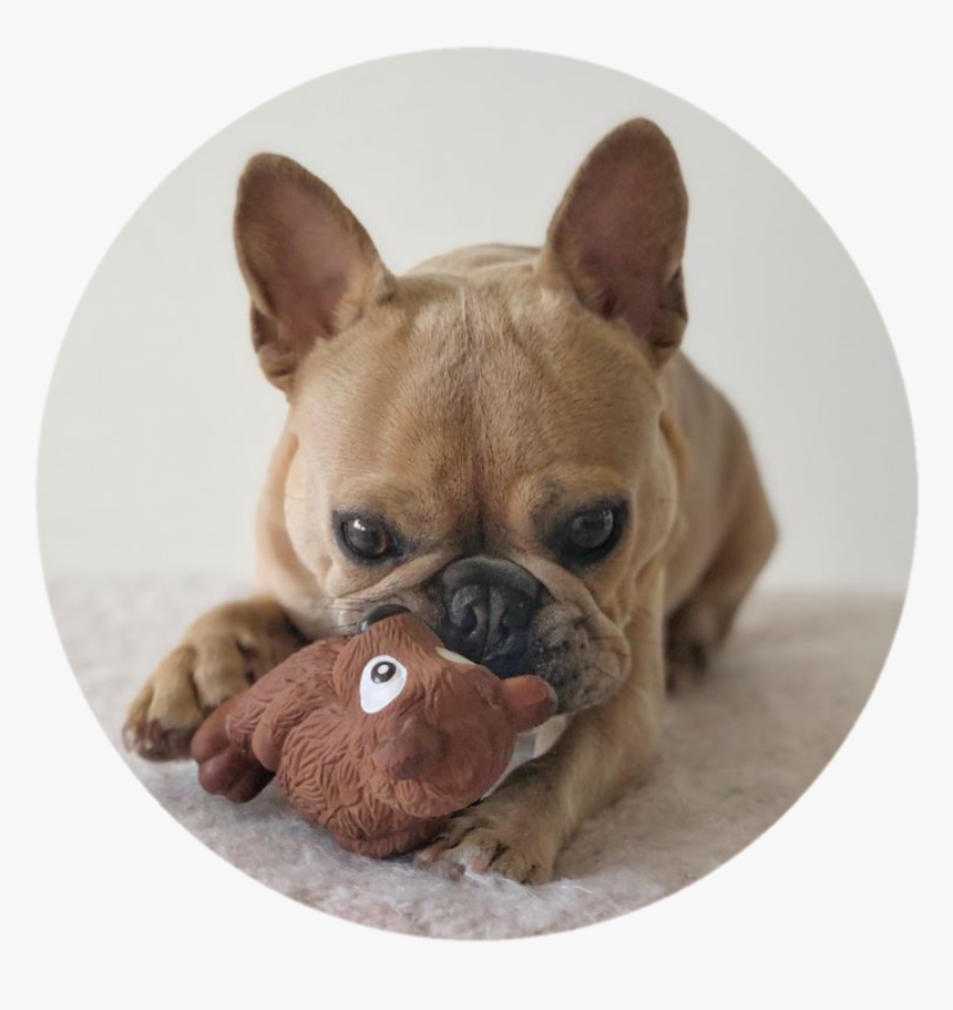 French Bulldog, HD Png Download