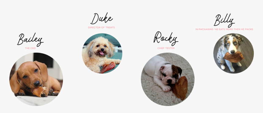 Pigs-ears Team - Companion Dog, HD Png Download