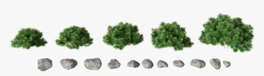 Mexican Pinyon, HD Png Download