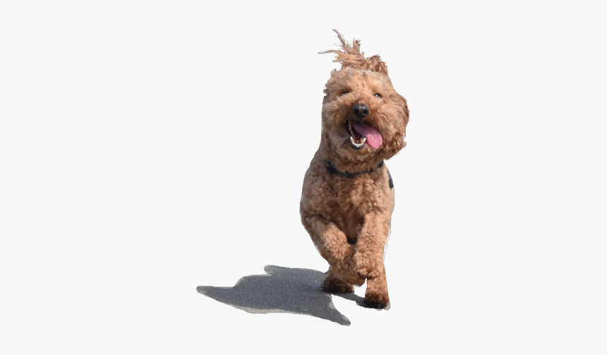 Dog Yawns, HD Png Download
