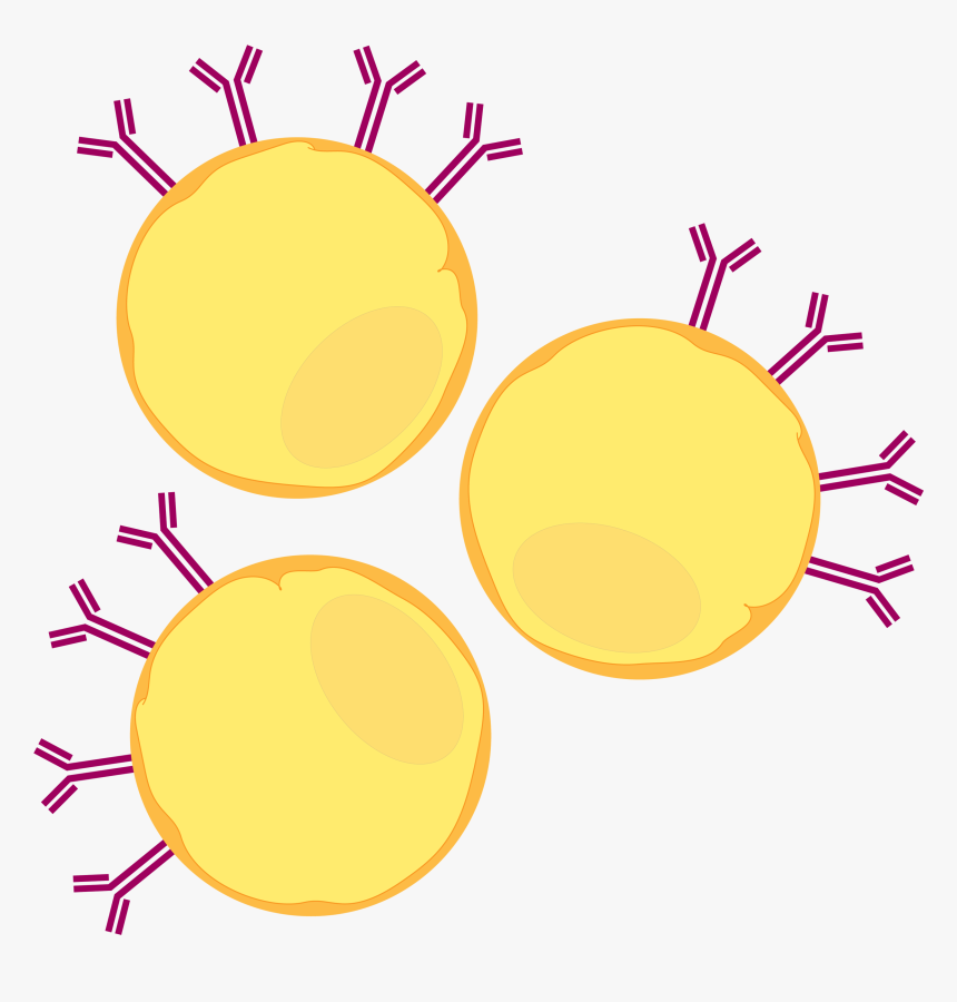 This Cell Line Was Chosen Specifically For Our Assay - Circle, HD Png Download