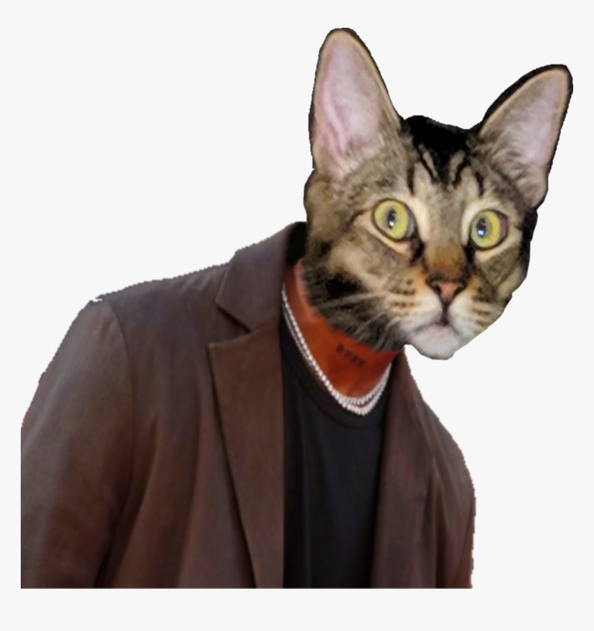 Oldmanjankans - Domestic Short-haired Cat, HD Png Download