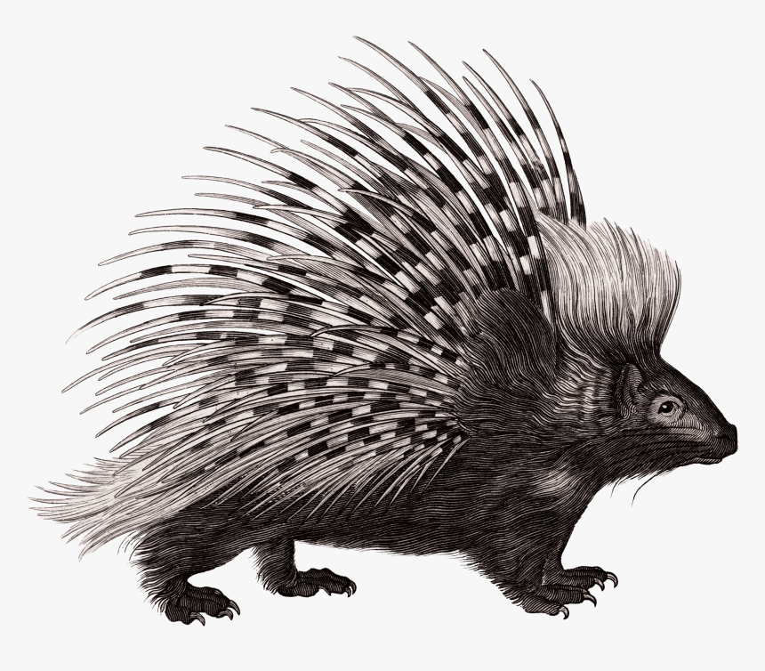 Crested Porcupine Rodent Zoological Lectures Delivered - Porcupine Illustration, HD Png Download