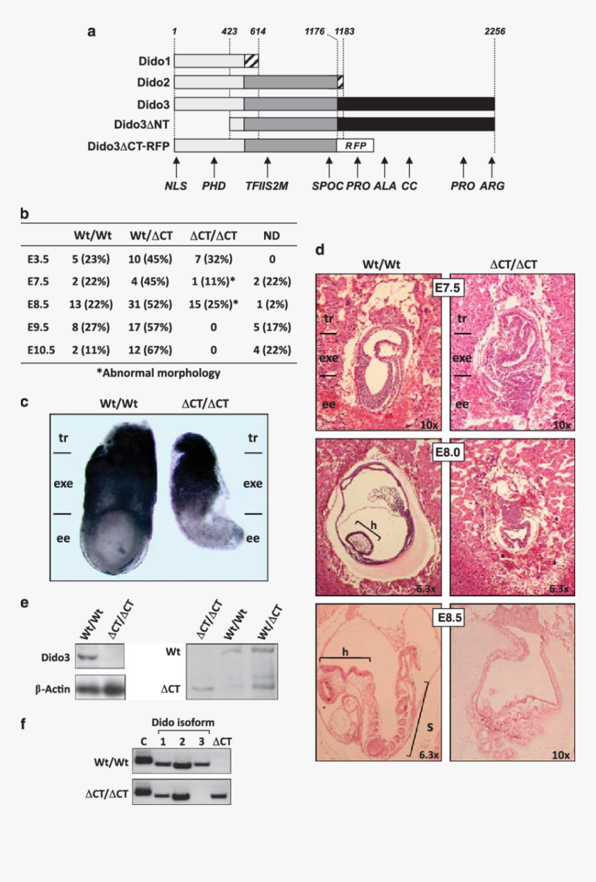 Circle, HD Png Download