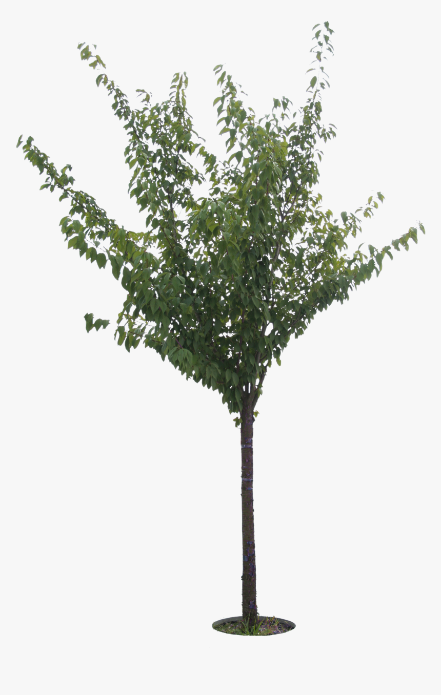 Cherry Tree Png, Transparent Png