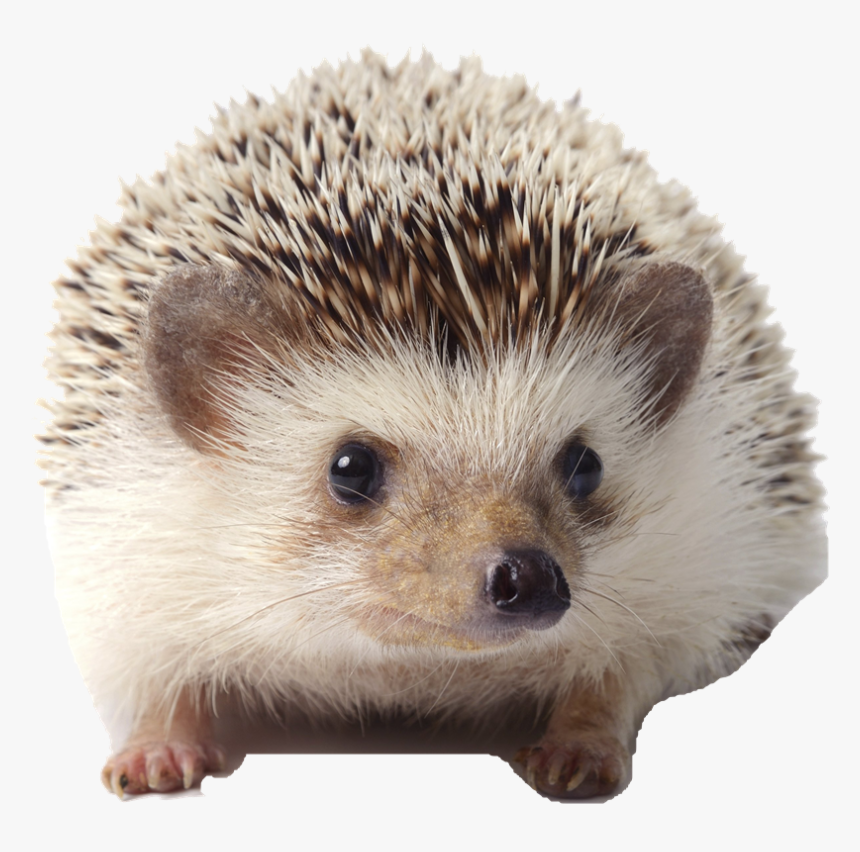 Pet White Bellied Hedgehog, HD Png Download