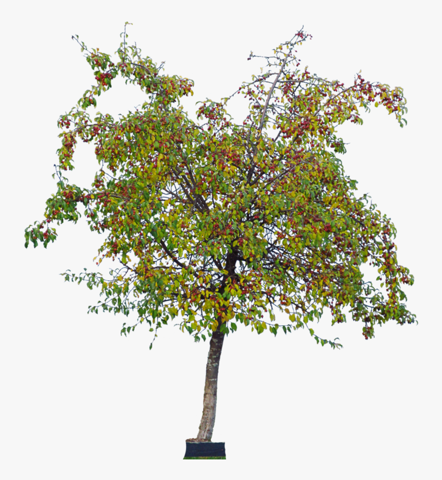 The Cherry Trees, - Green Cherry Tree Png, Transparent Png