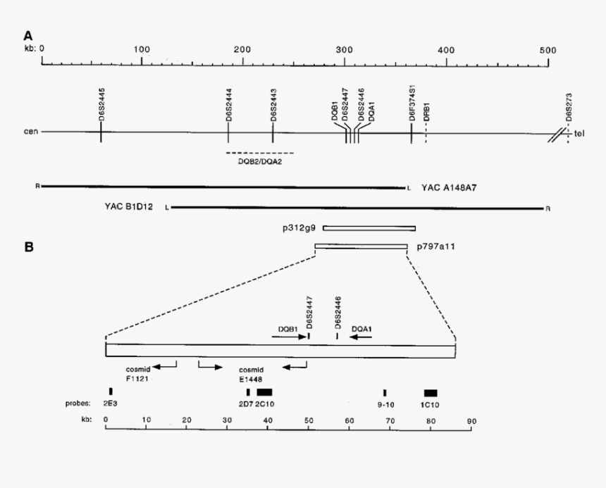 Diagram, HD Png Download