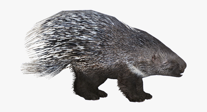 Porcupineeuropean Hendrix - Zoo Tycoon 2 Porcupine, HD Png Download