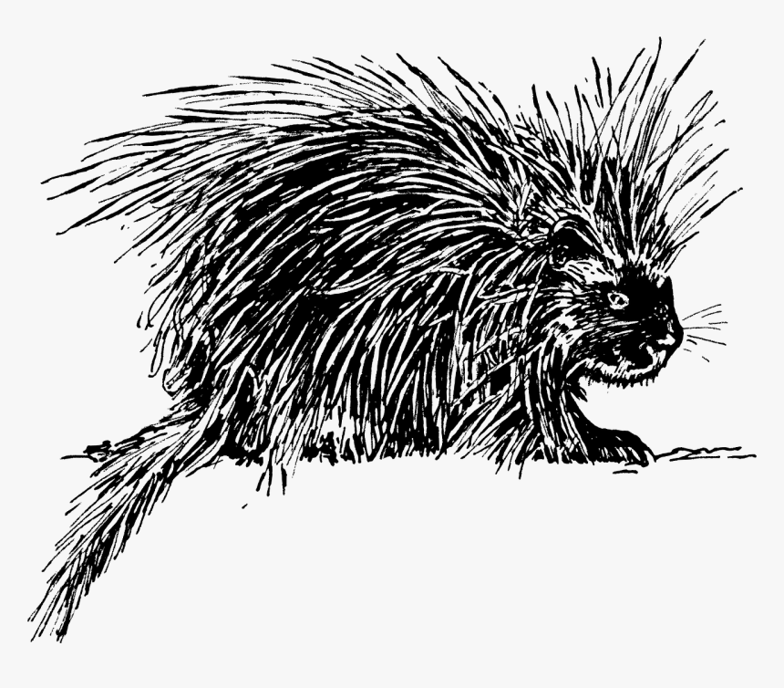 Black N White Porcupine, HD Png Download
