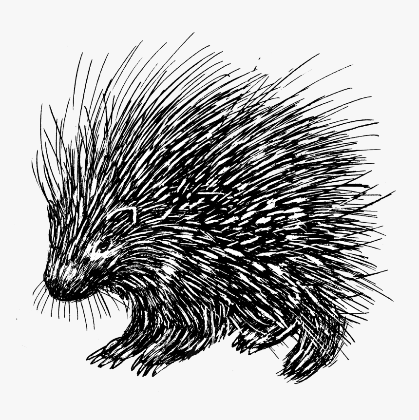 Porcupine 1 - Porcupine Line Drawing, HD Png Download