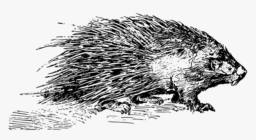Animal, Mammal, Porcupine, Quill, Rodent, Spine - Porcupine Black And White, HD Png Download