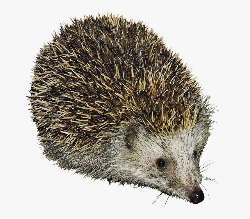 Transparent Hedgehog Clipart - Hedgehogs Clipart, HD Png Download